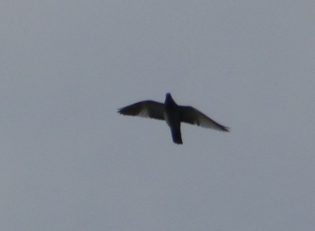 Rock Pigeon (Feral Pigeon) - ML29443911