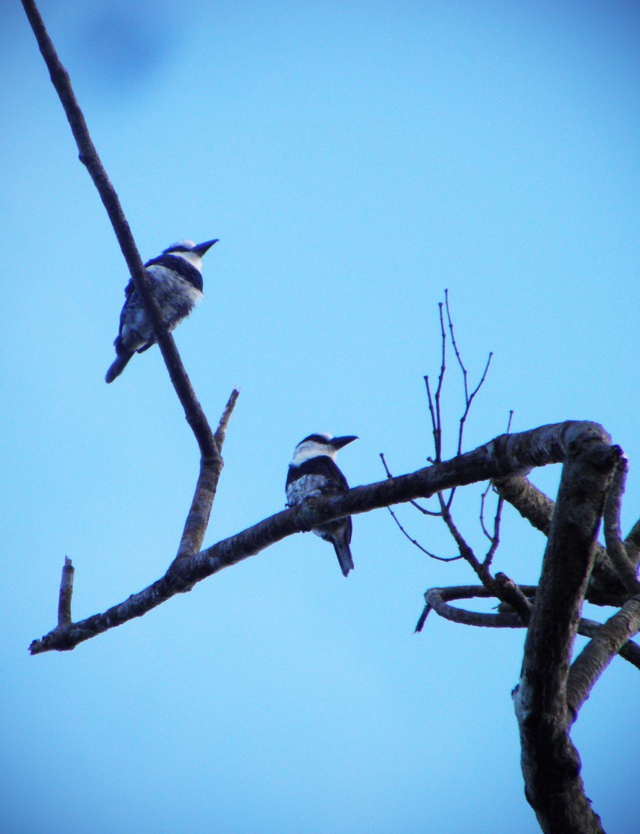 White-necked Puffbird - ML29444001