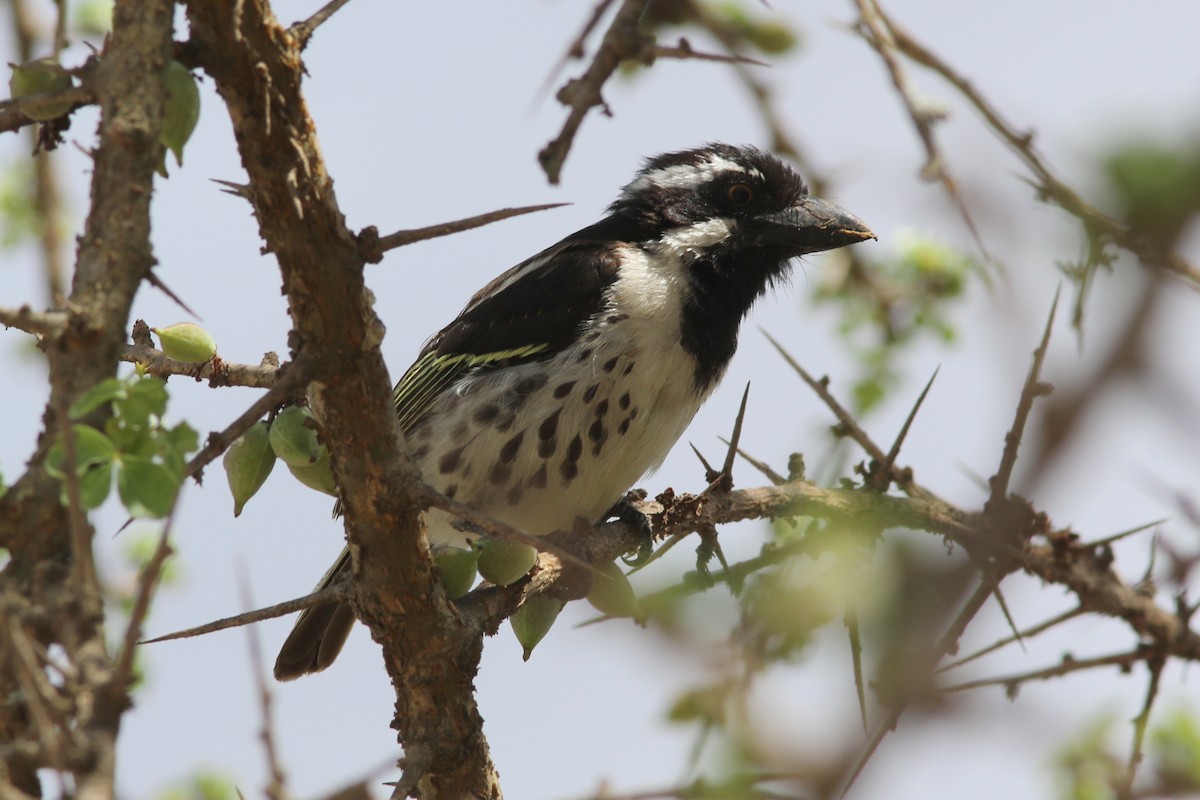 Spot-flanked Barbet - ML294440911