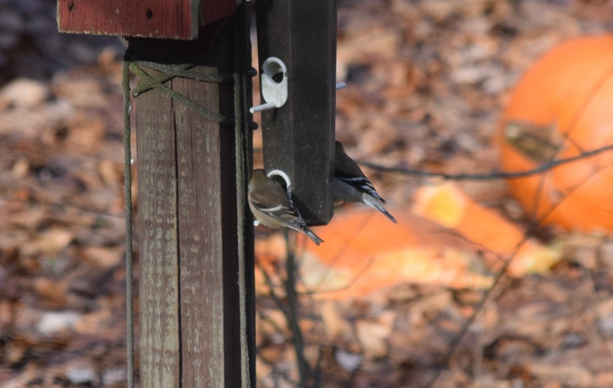 American Goldfinch - ML294440961