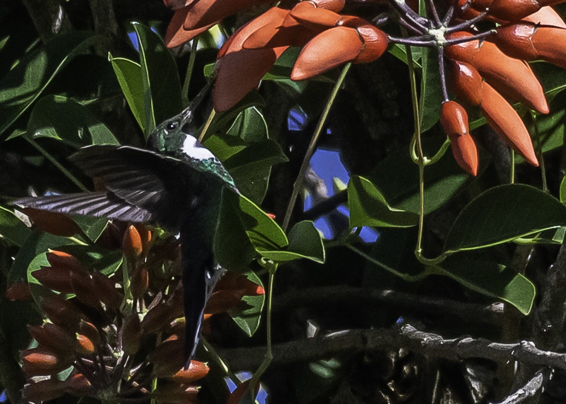 White-throated Hummingbird - ML294441411