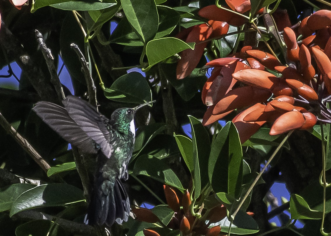 White-throated Hummingbird - ML294441421