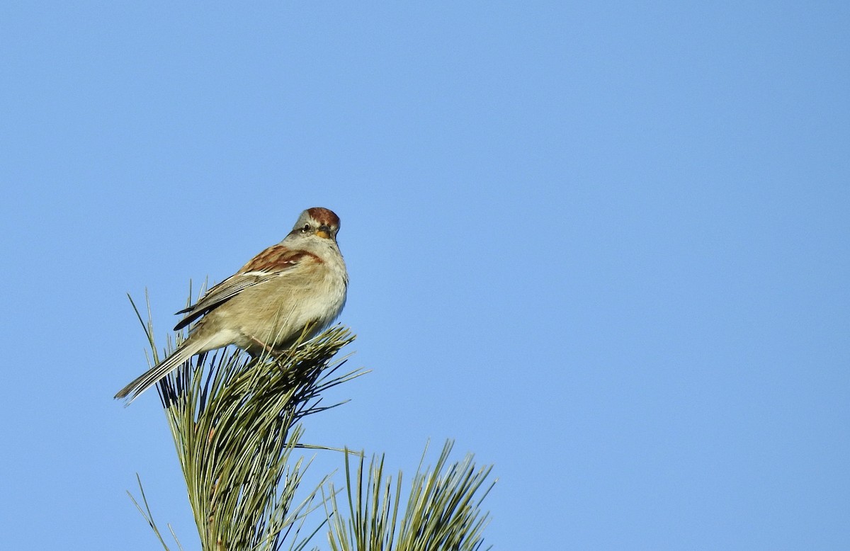 American Tree Sparrow - ML294441861