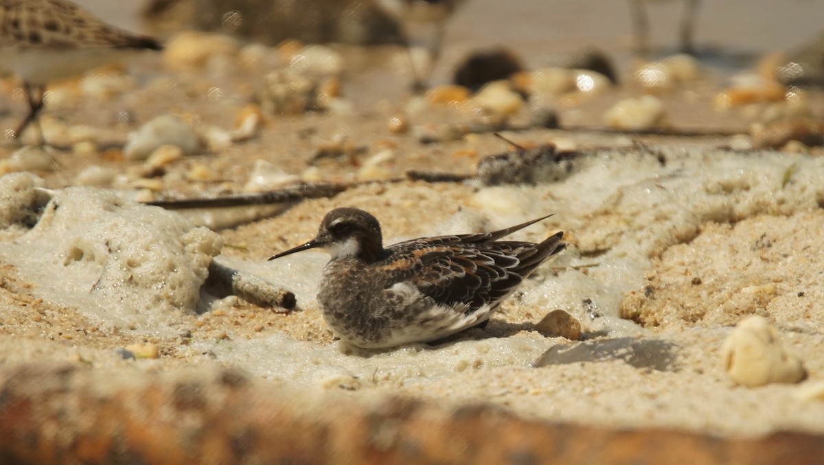 Phalarope à bec étroit - ML29444221