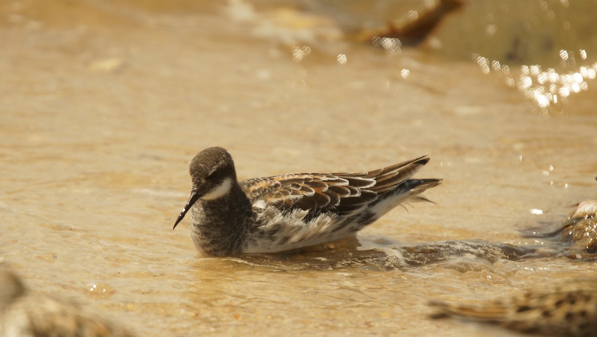 Red-necked Phalarope - ML29444281