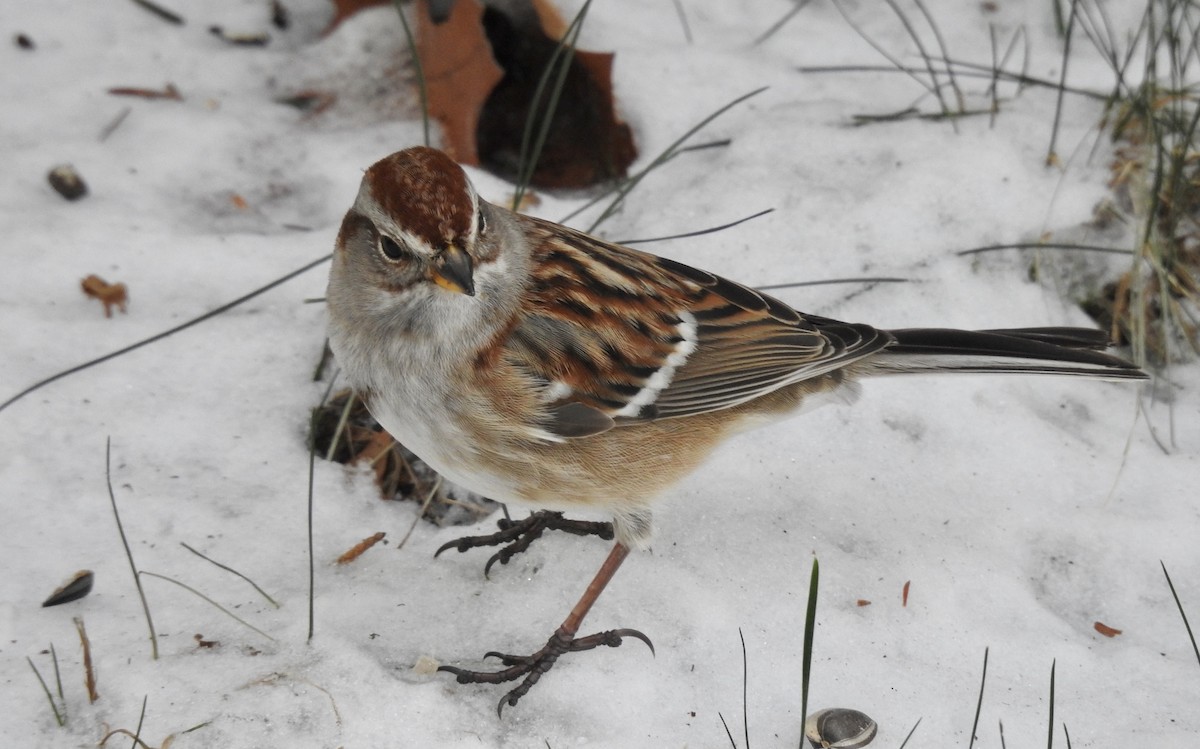 American Tree Sparrow - ML294443521