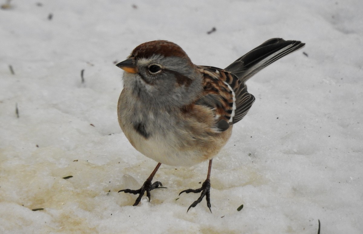 American Tree Sparrow - ML294443551