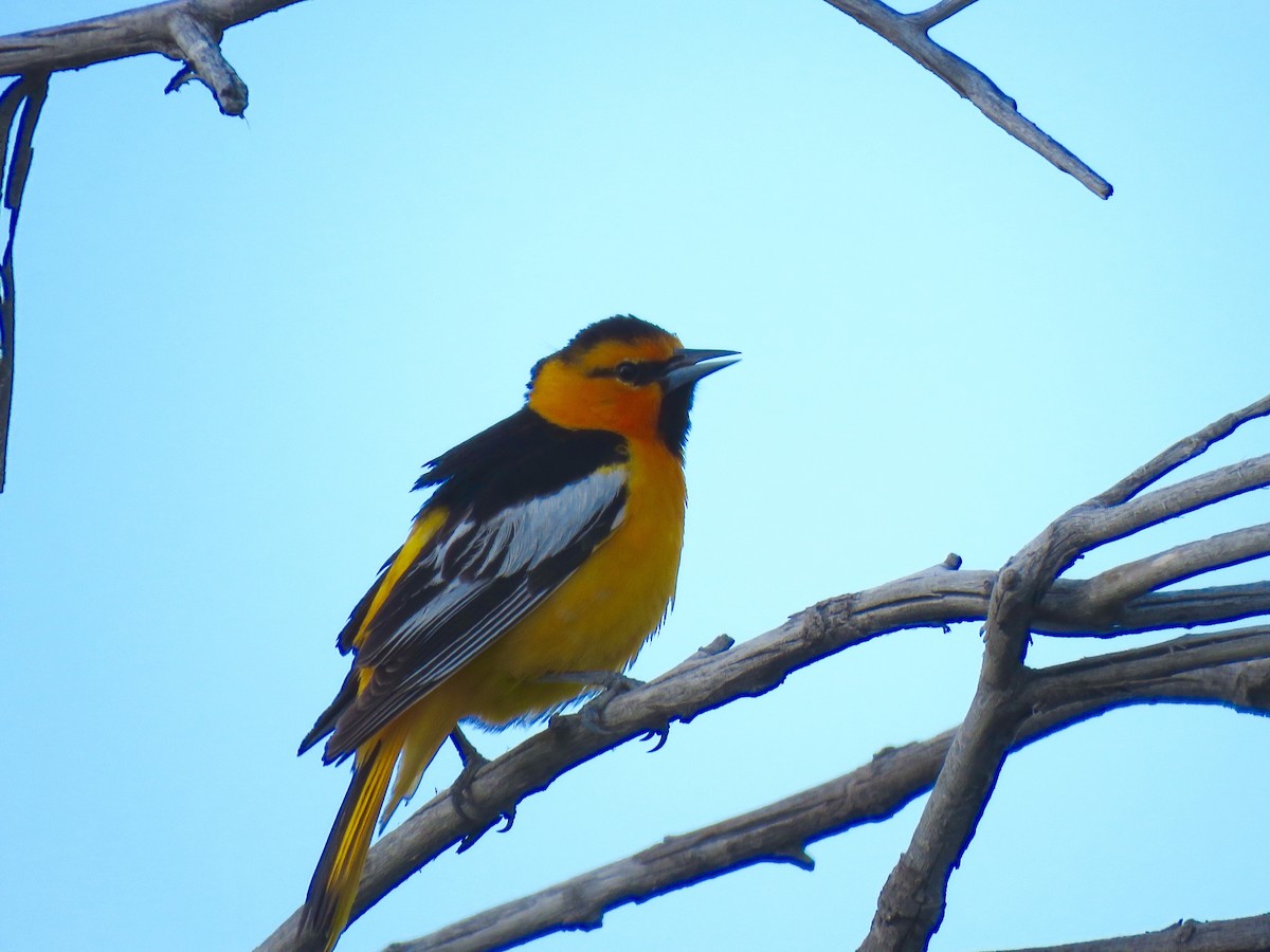 Bullock's Oriole - ML29444381