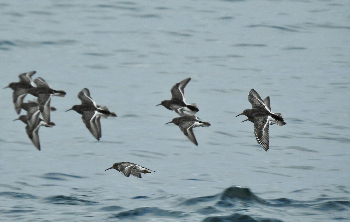 Purple Sandpiper - ML294444041