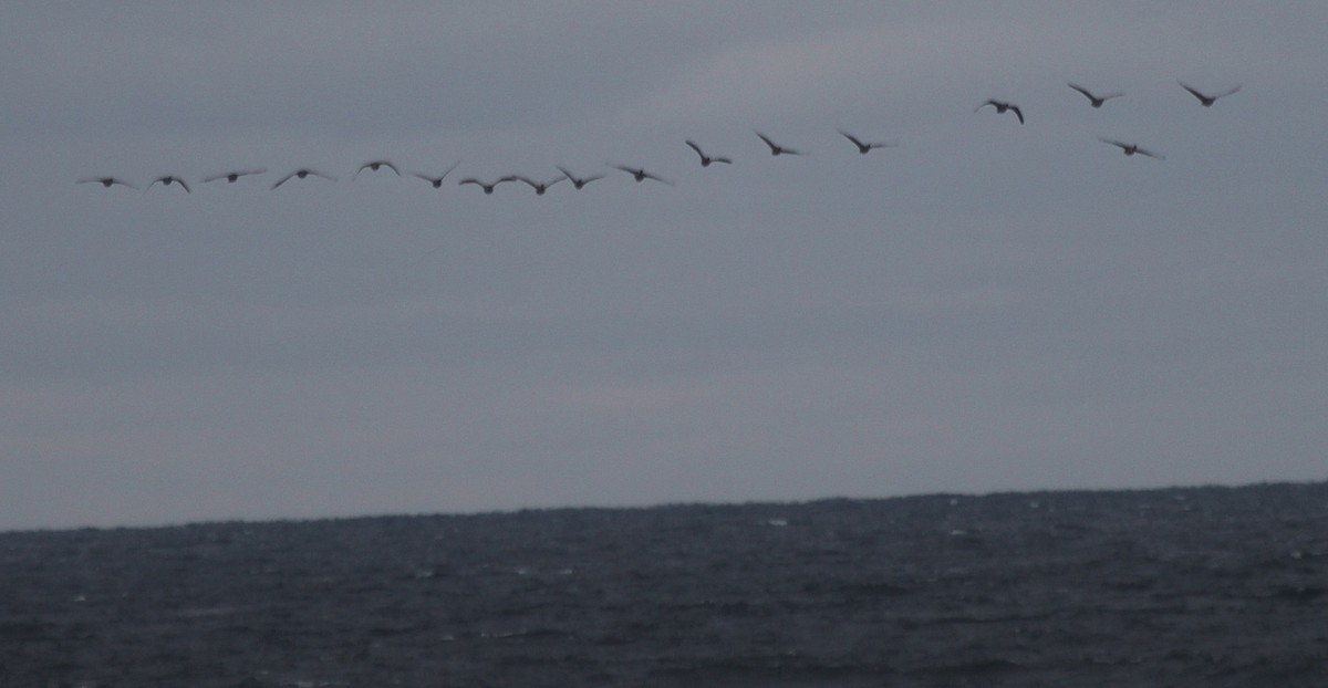 Canada Goose - ML294446431