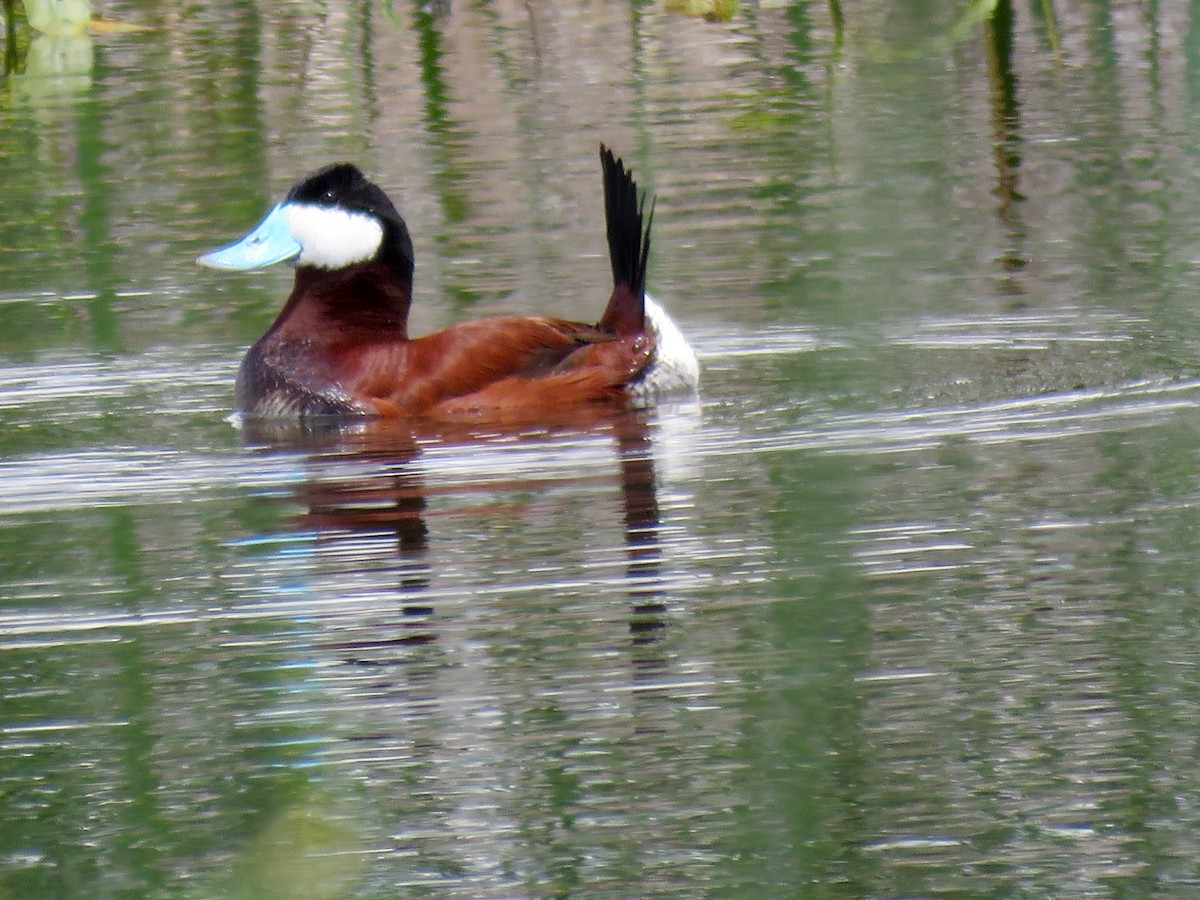 Ruddy Duck - ML29444651