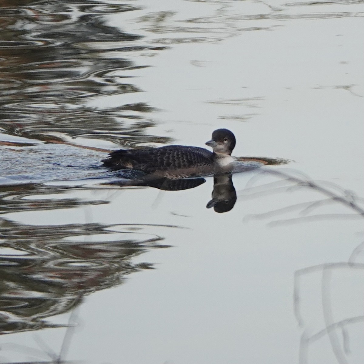 Common Loon - ML294447601