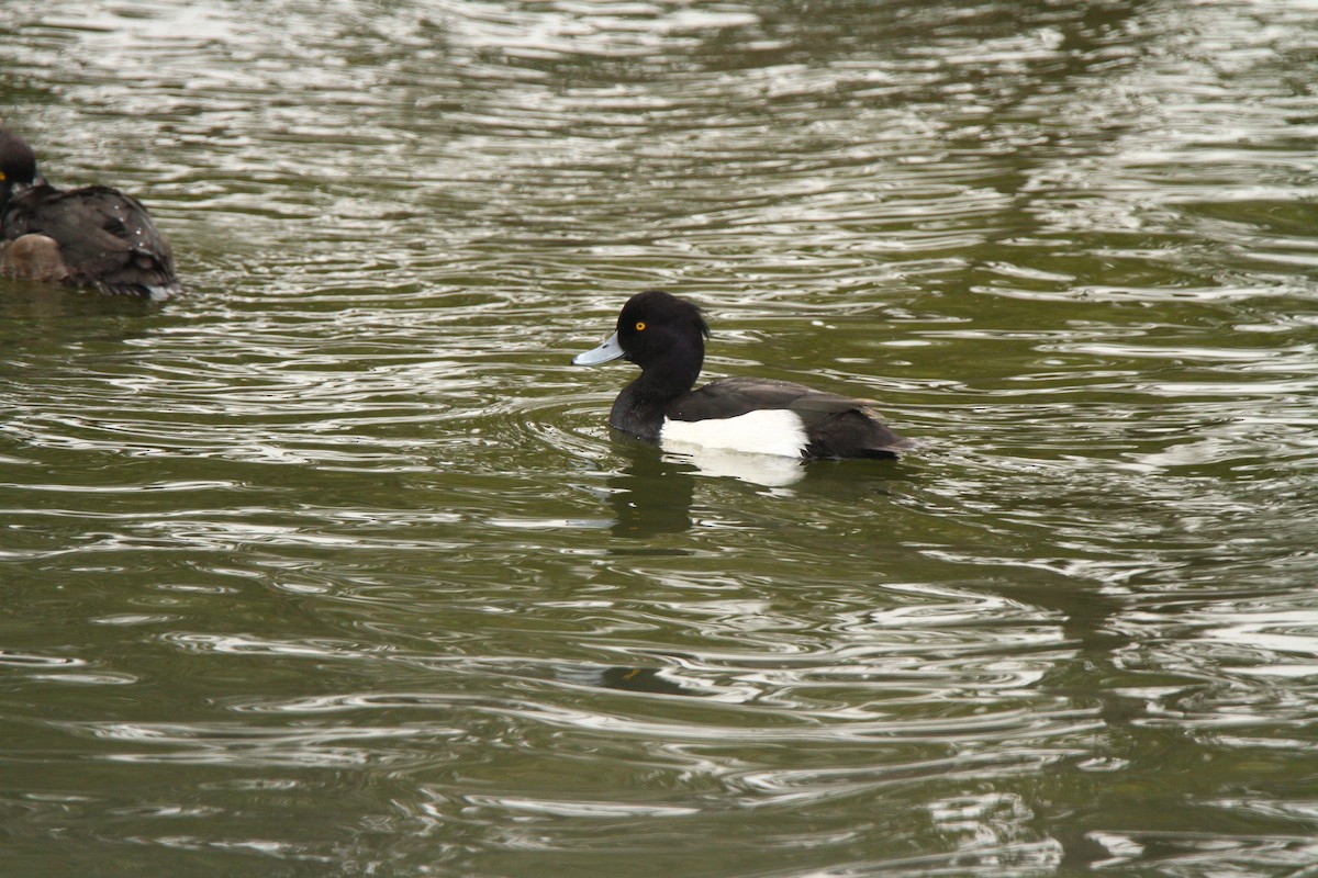 Tufted Duck - ML294447631