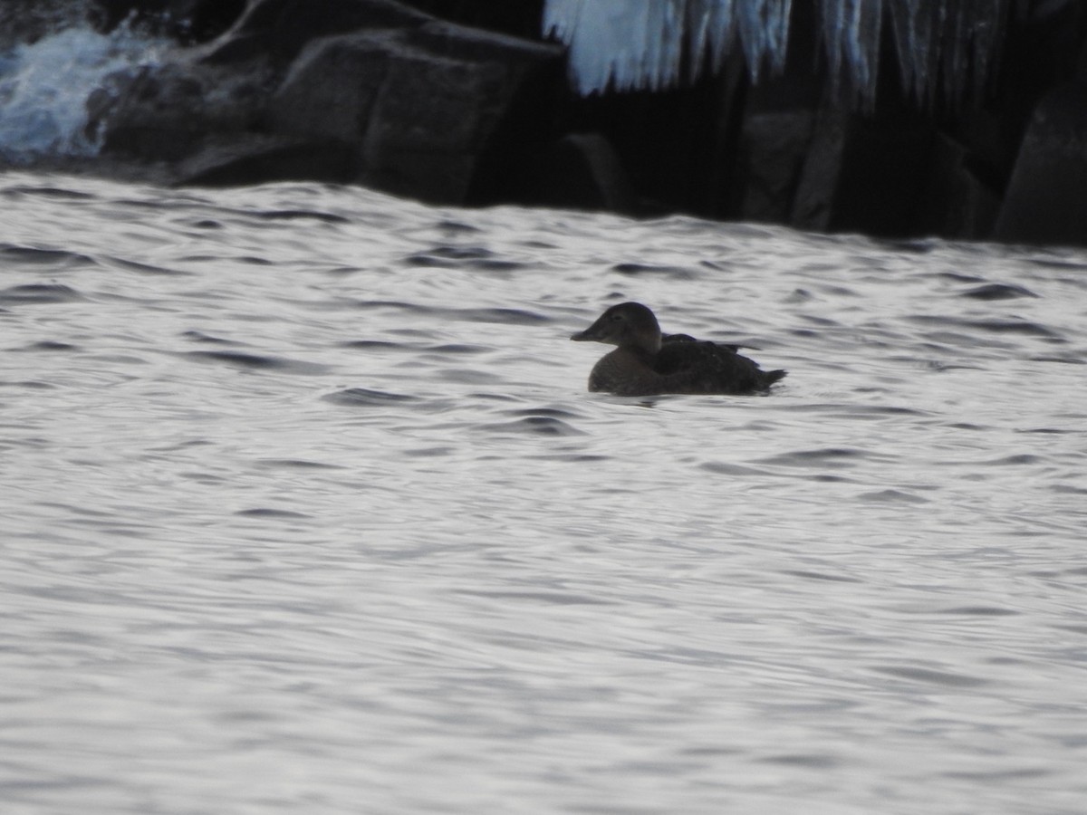 King Eider - Matthew Thompson