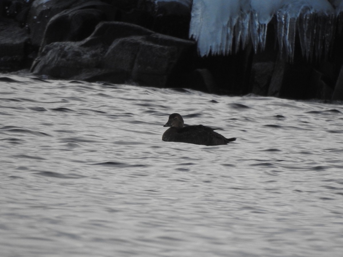 King Eider - Matthew Thompson