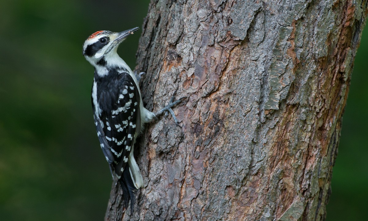 Hairy Woodpecker (Eastern) - Chris Wood