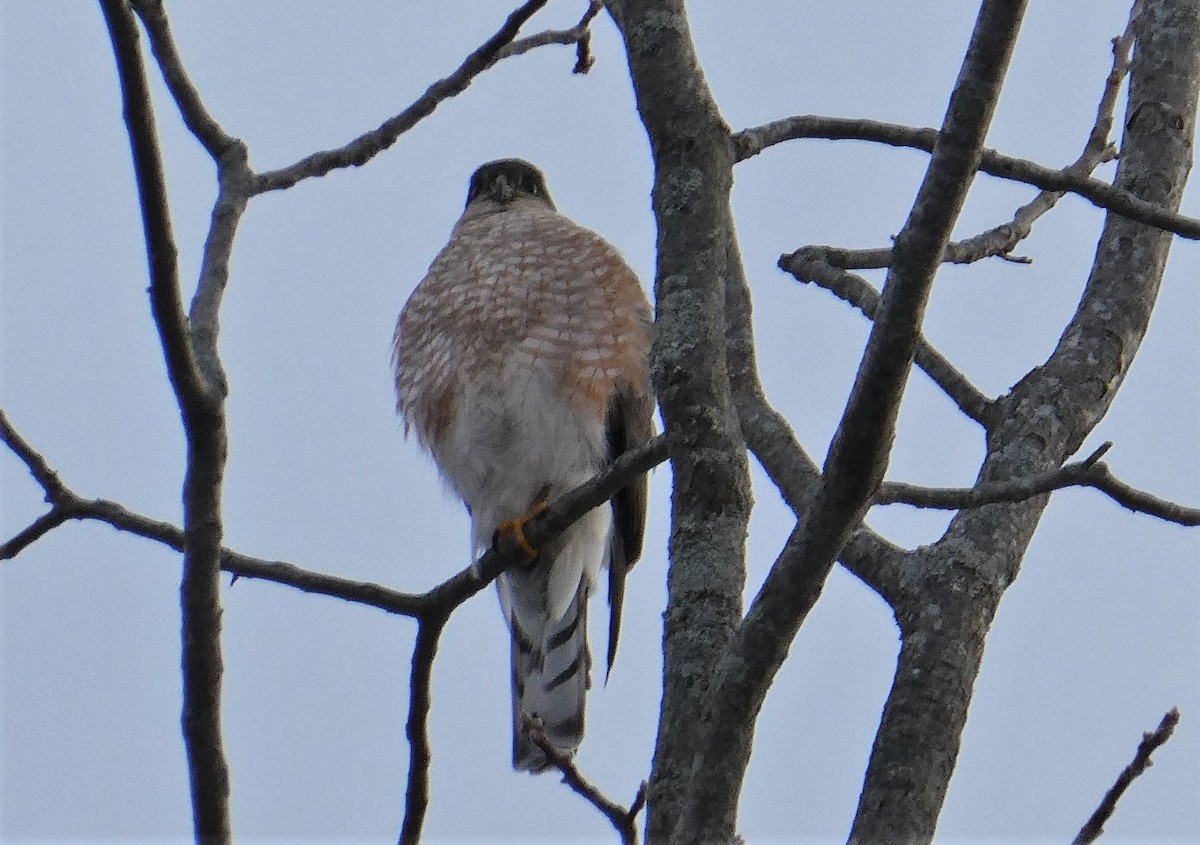 Sharp-shinned Hawk - ML294448521
