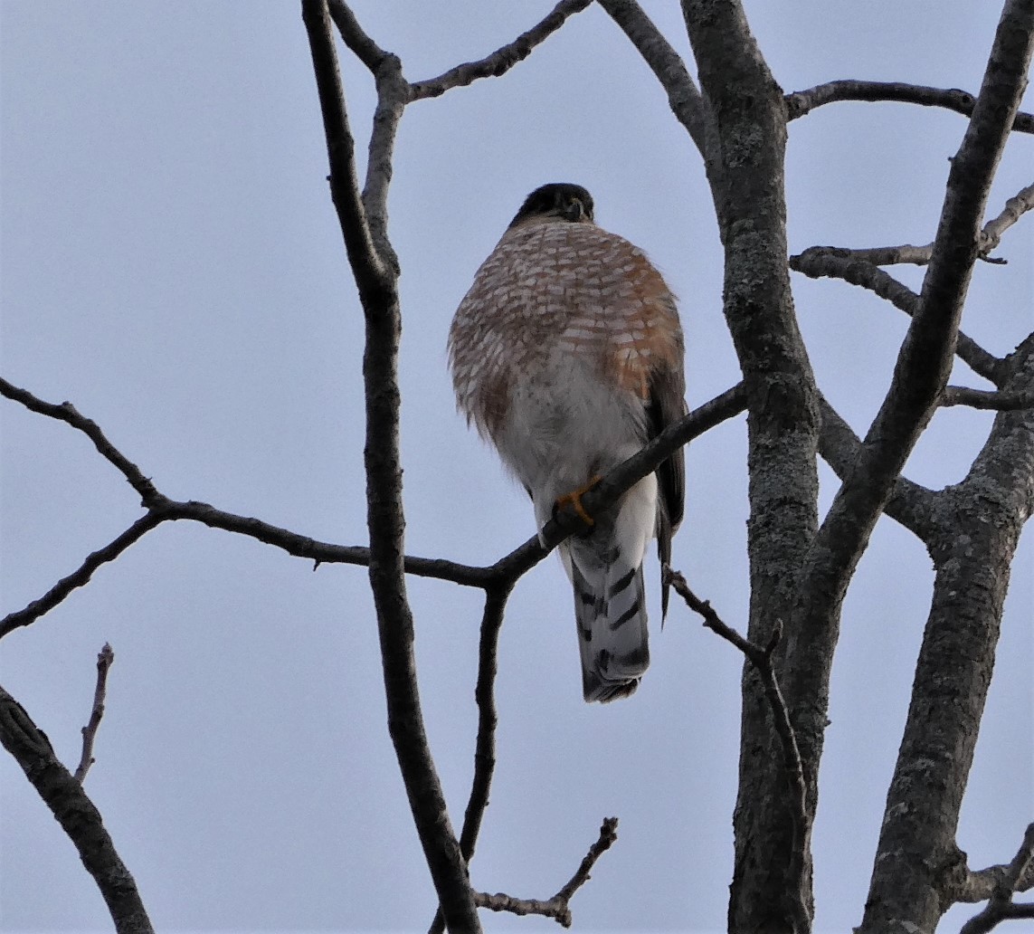 Sharp-shinned Hawk - ML294448531