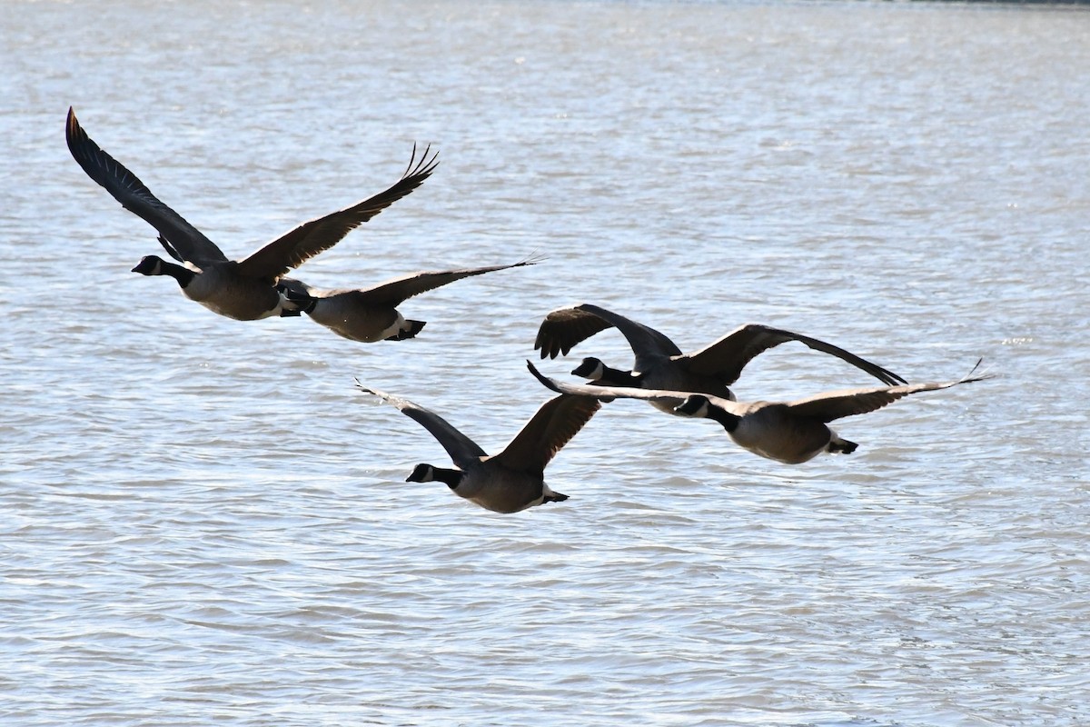Canada Goose - ML294448881