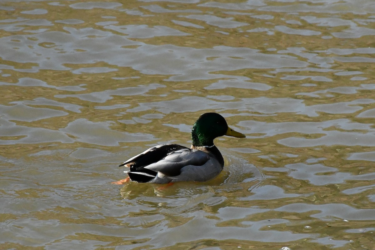 Mallard - ML294448891