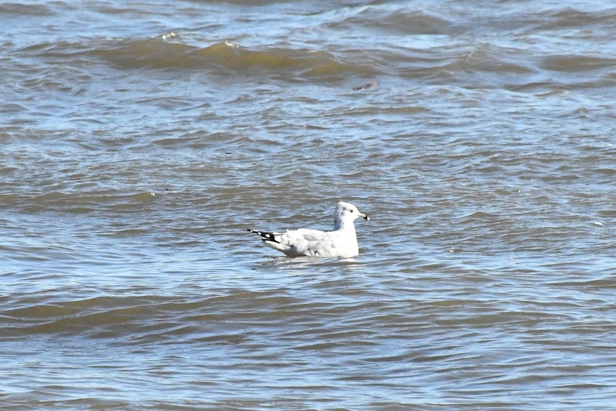 Ring-billed Gull - ML294448921