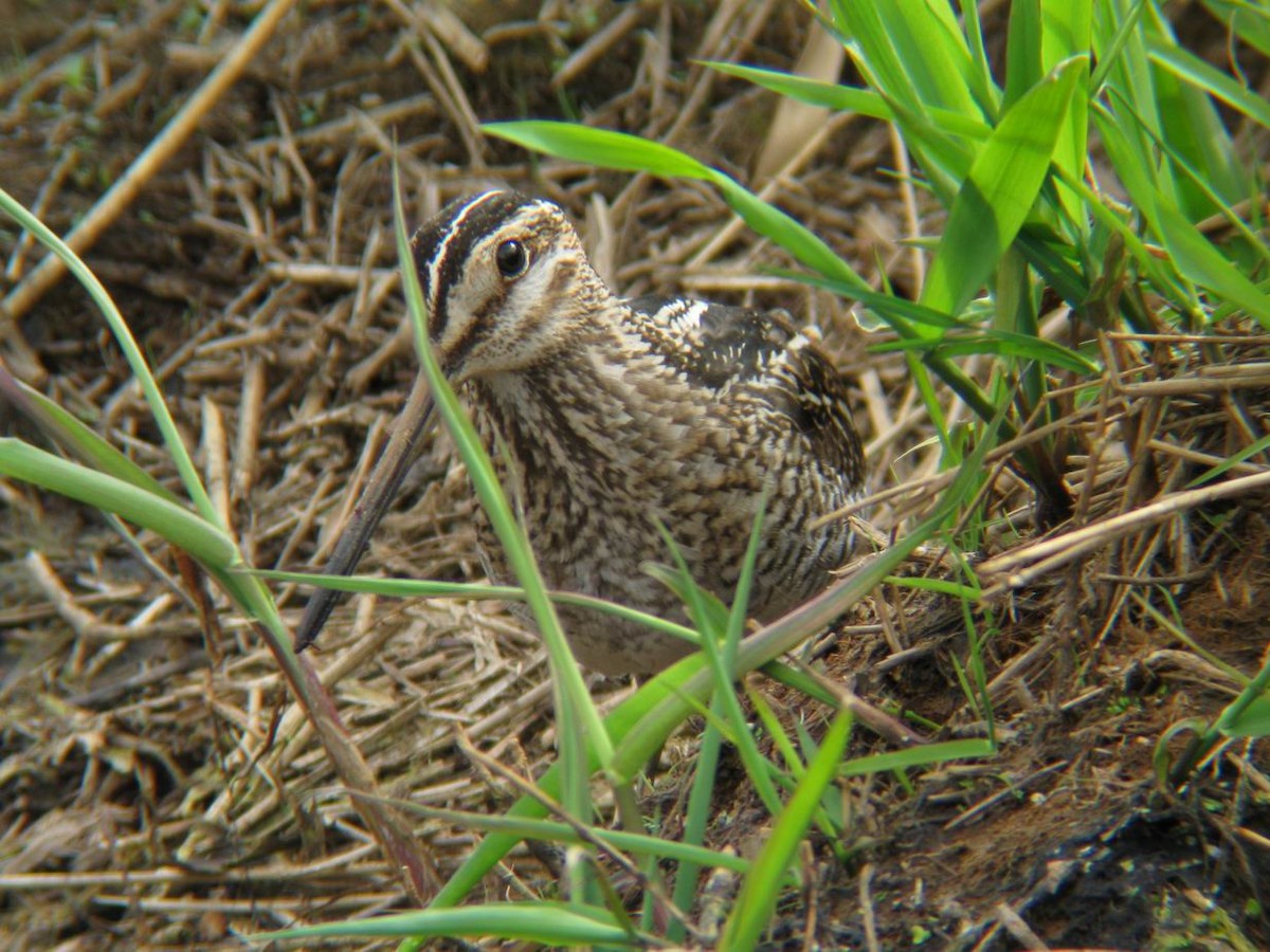 Wilson's Snipe - John Tschopp