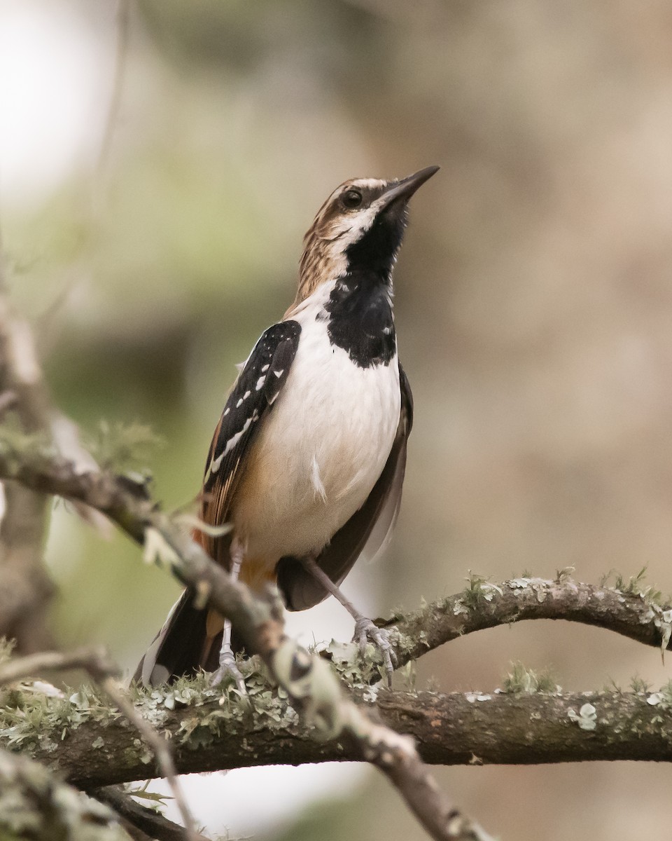 Stripe-backed Antbird - Pablo Re