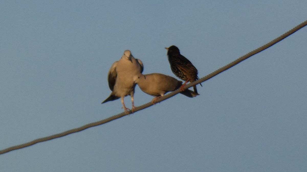 Eurasian Collared-Dove - ML294453711