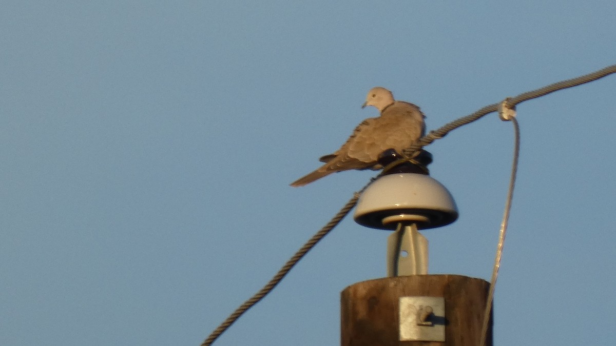 Eurasian Collared-Dove - ML294453721