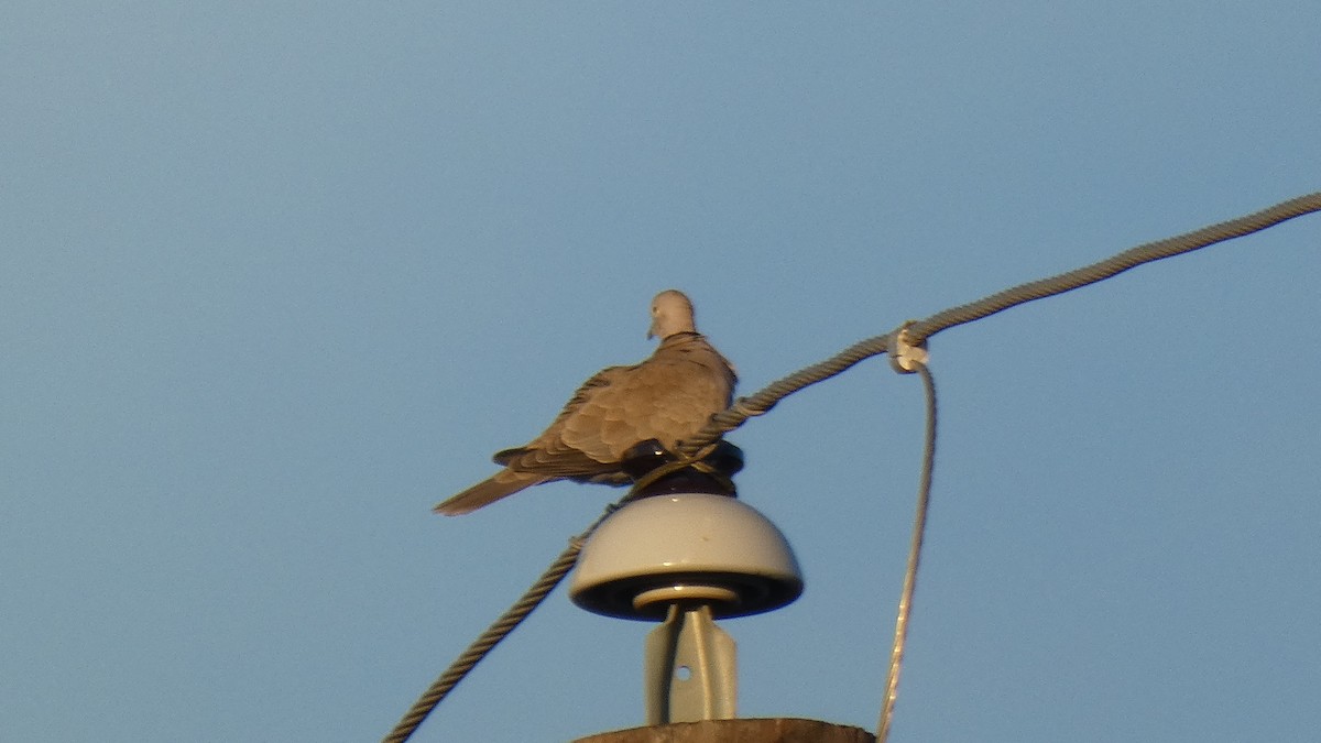 Eurasian Collared-Dove - ML294453751