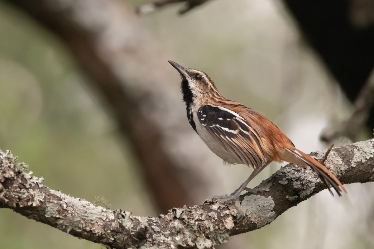 Stripe-backed Antbird - Pablo Re