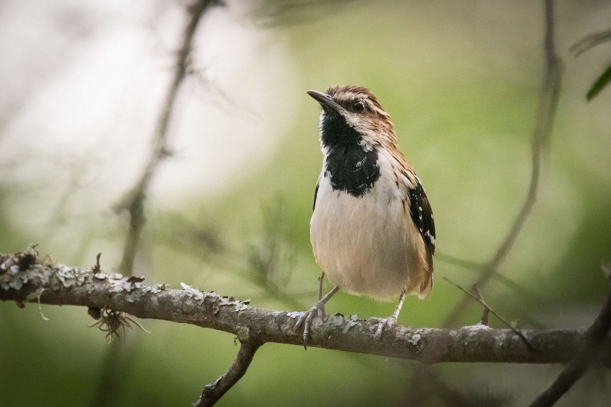 Stripe-backed Antbird - ML294453921