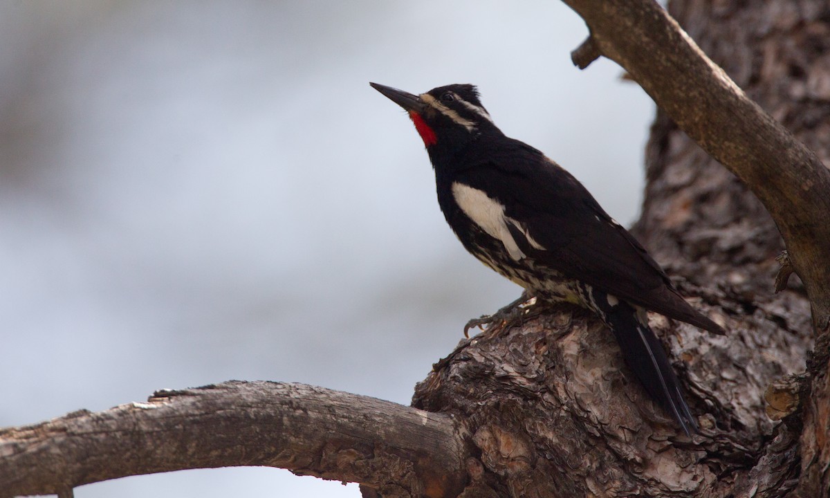 Williamson's Sapsucker - Chris Wood