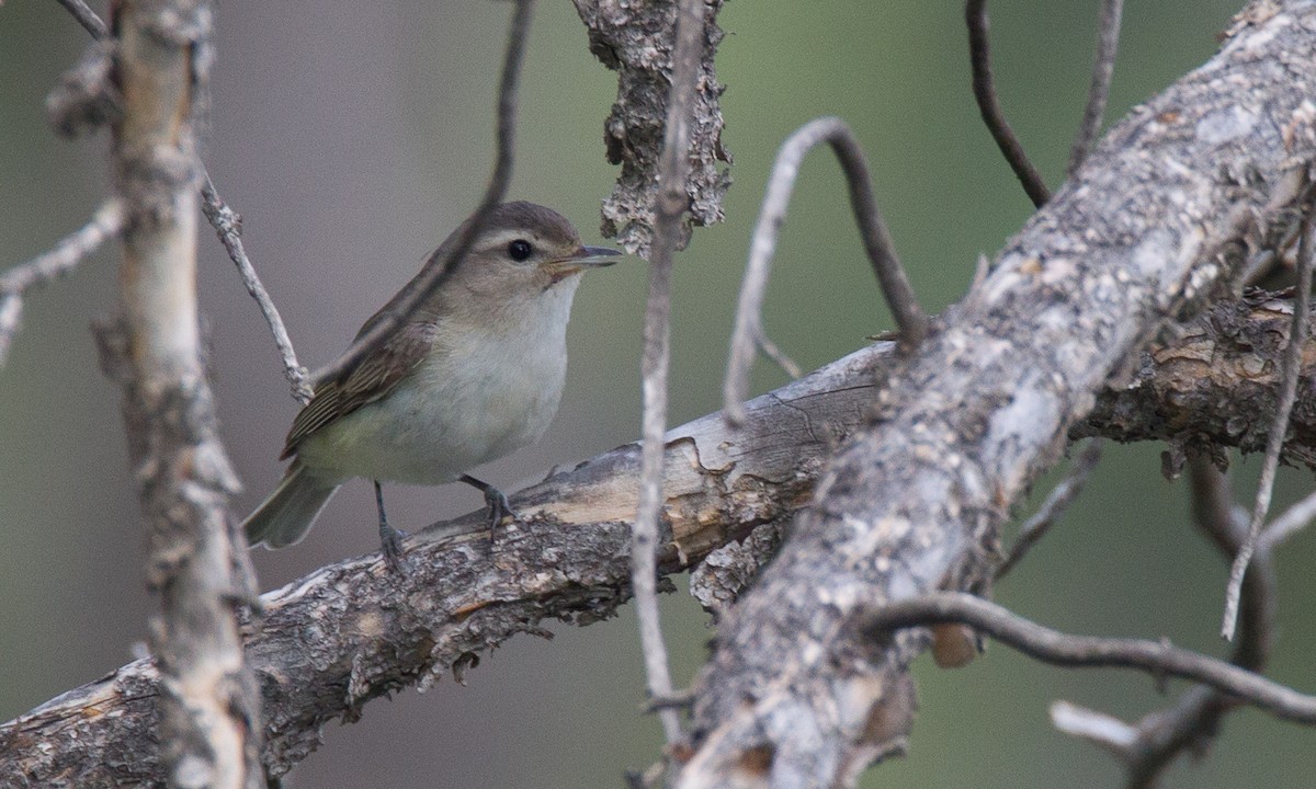 Warbling Vireo (Western) - ML29445521