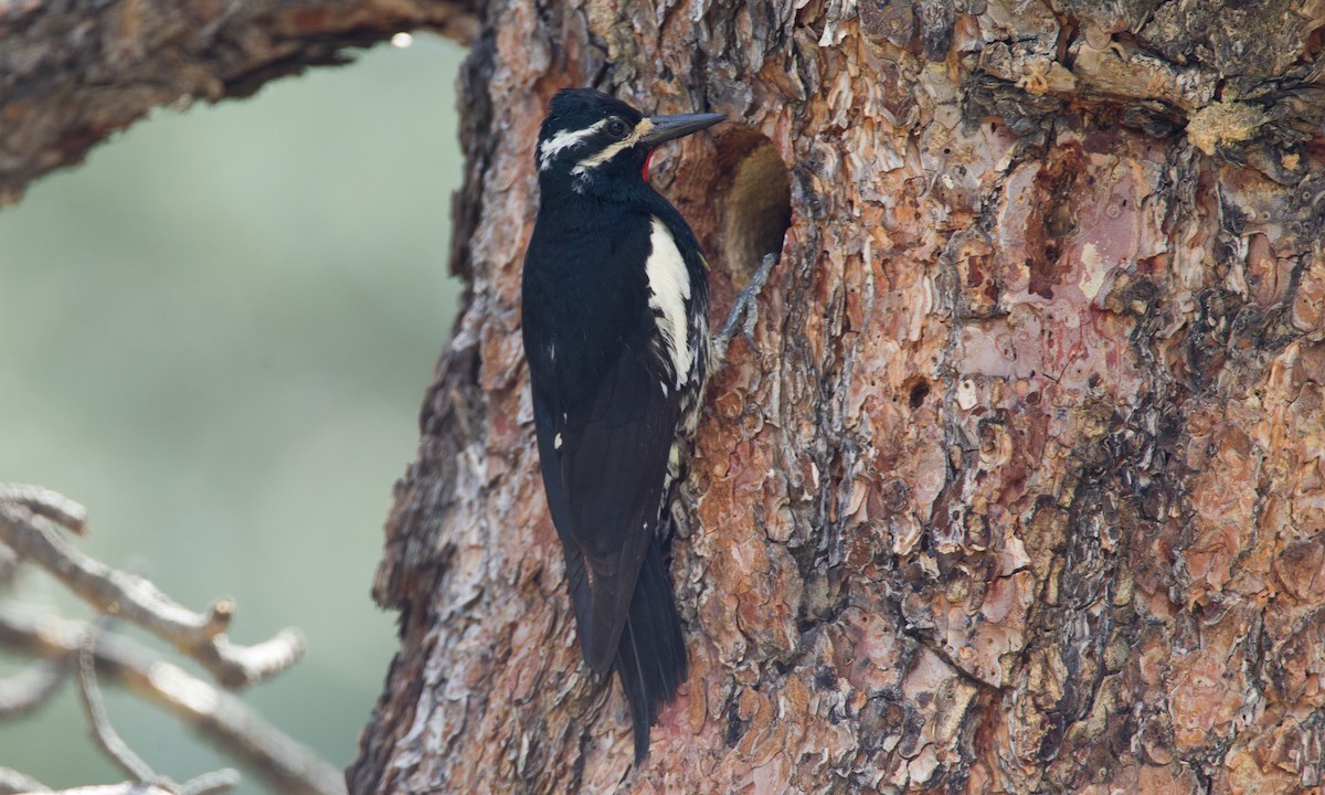 Williamson's Sapsucker - Chris Wood