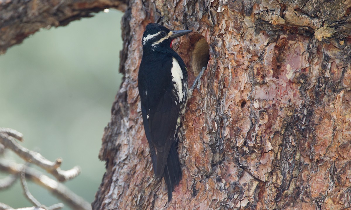 Williamson's Sapsucker - ML29445551