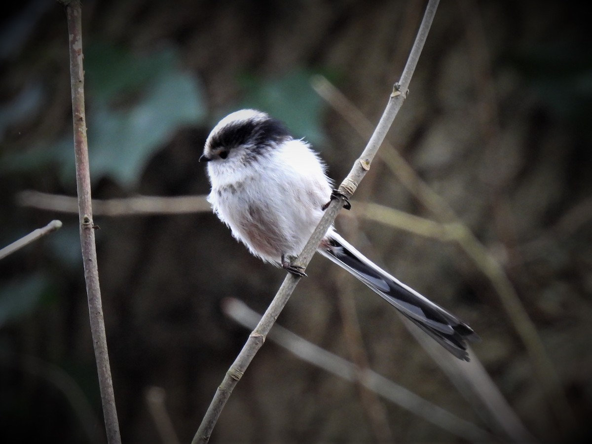 Long-tailed Tit (europaeus Group) - ML294455591