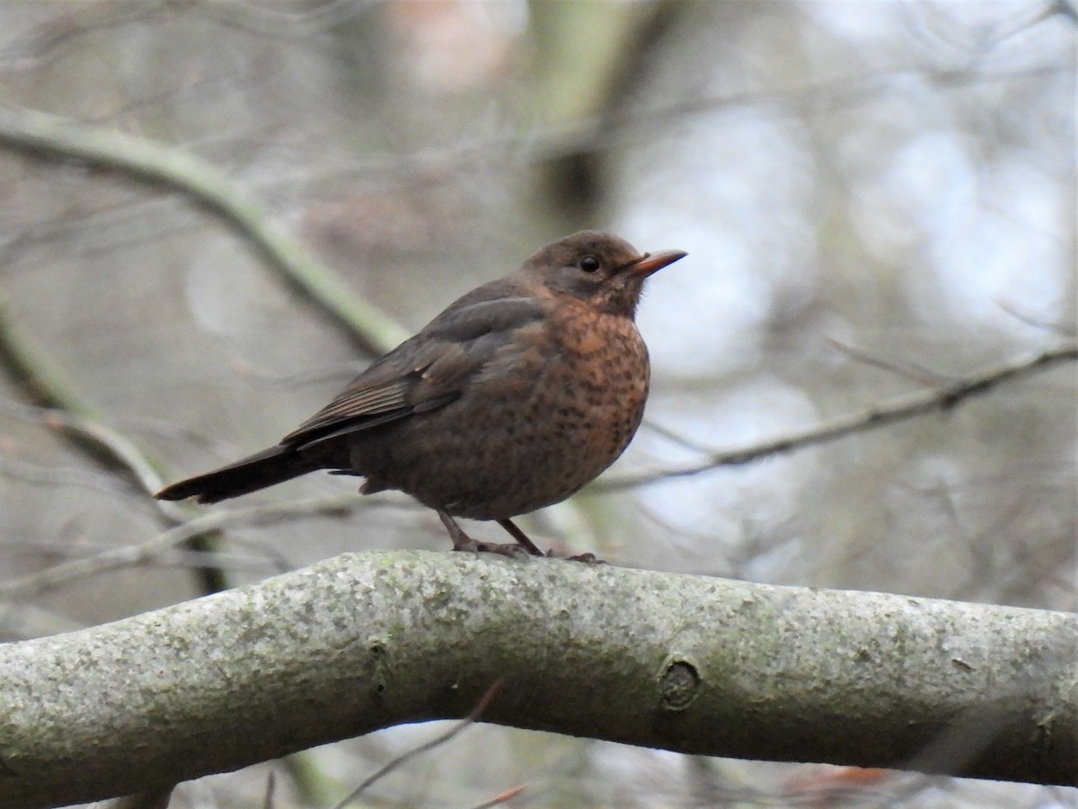 Eurasian Blackbird - ML294455911