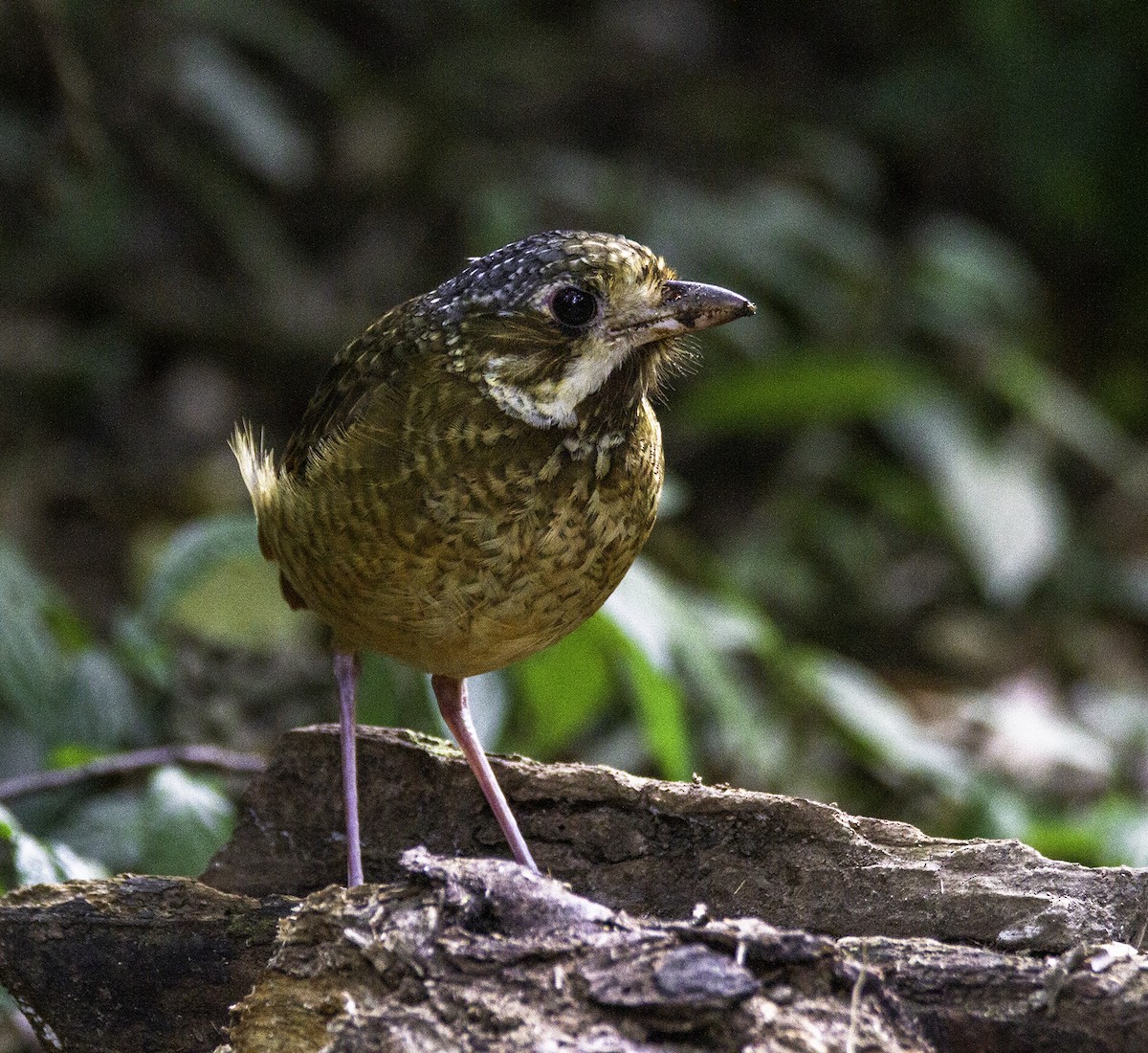 Variegated Antpitta - ML294456421