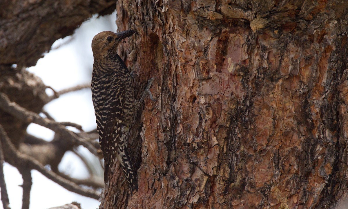 Williamson's Sapsucker - ML29445691