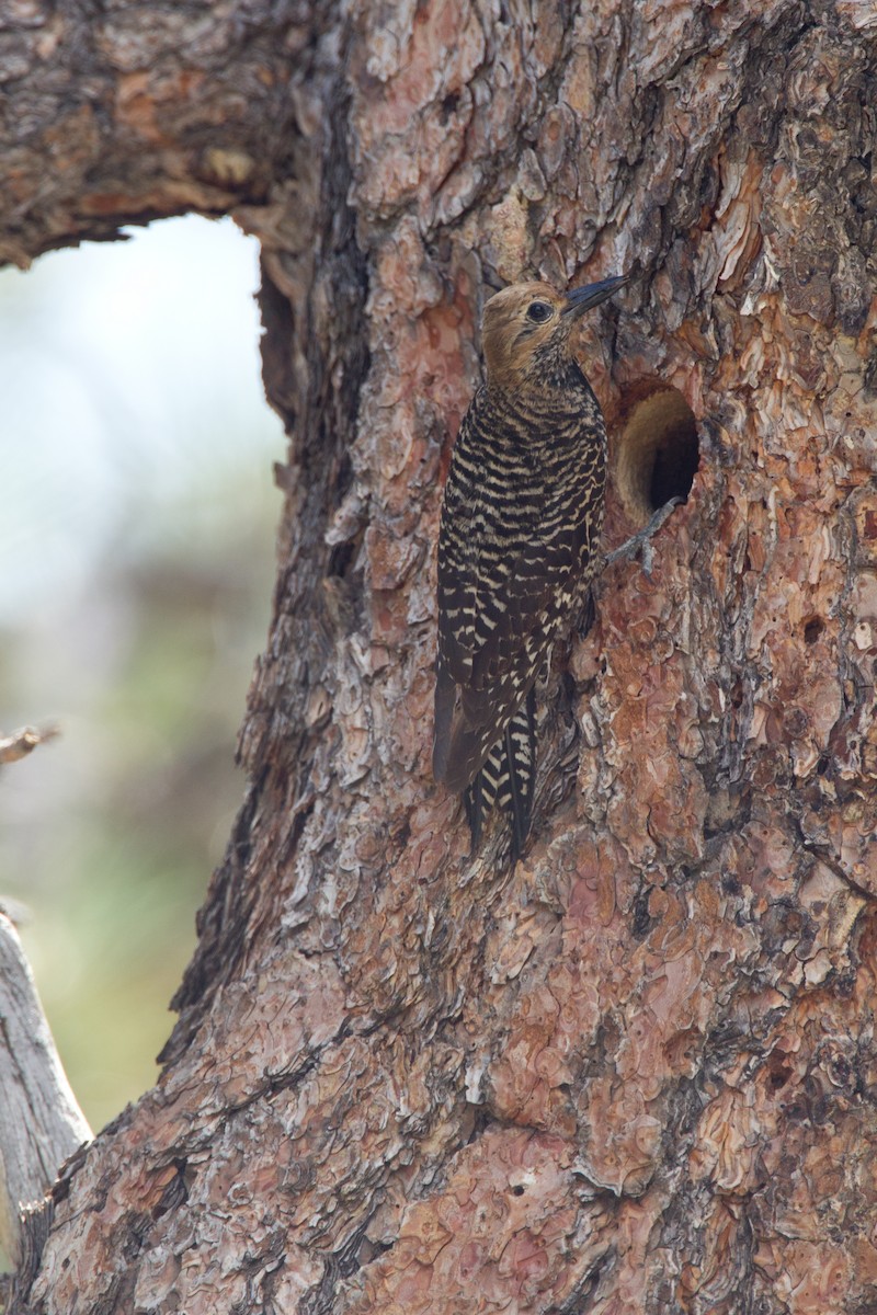 Williamson's Sapsucker - Chris Wood