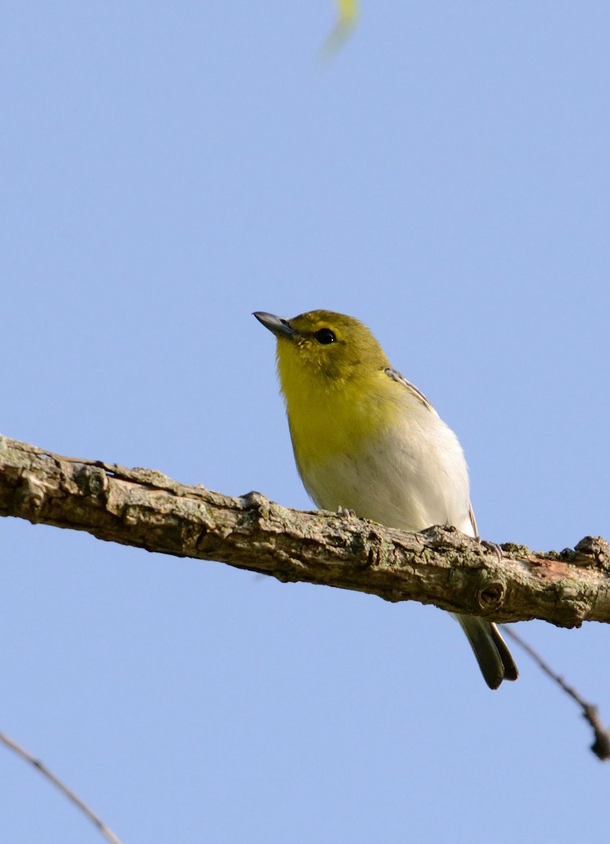 Yellow-throated Vireo - ML29445791