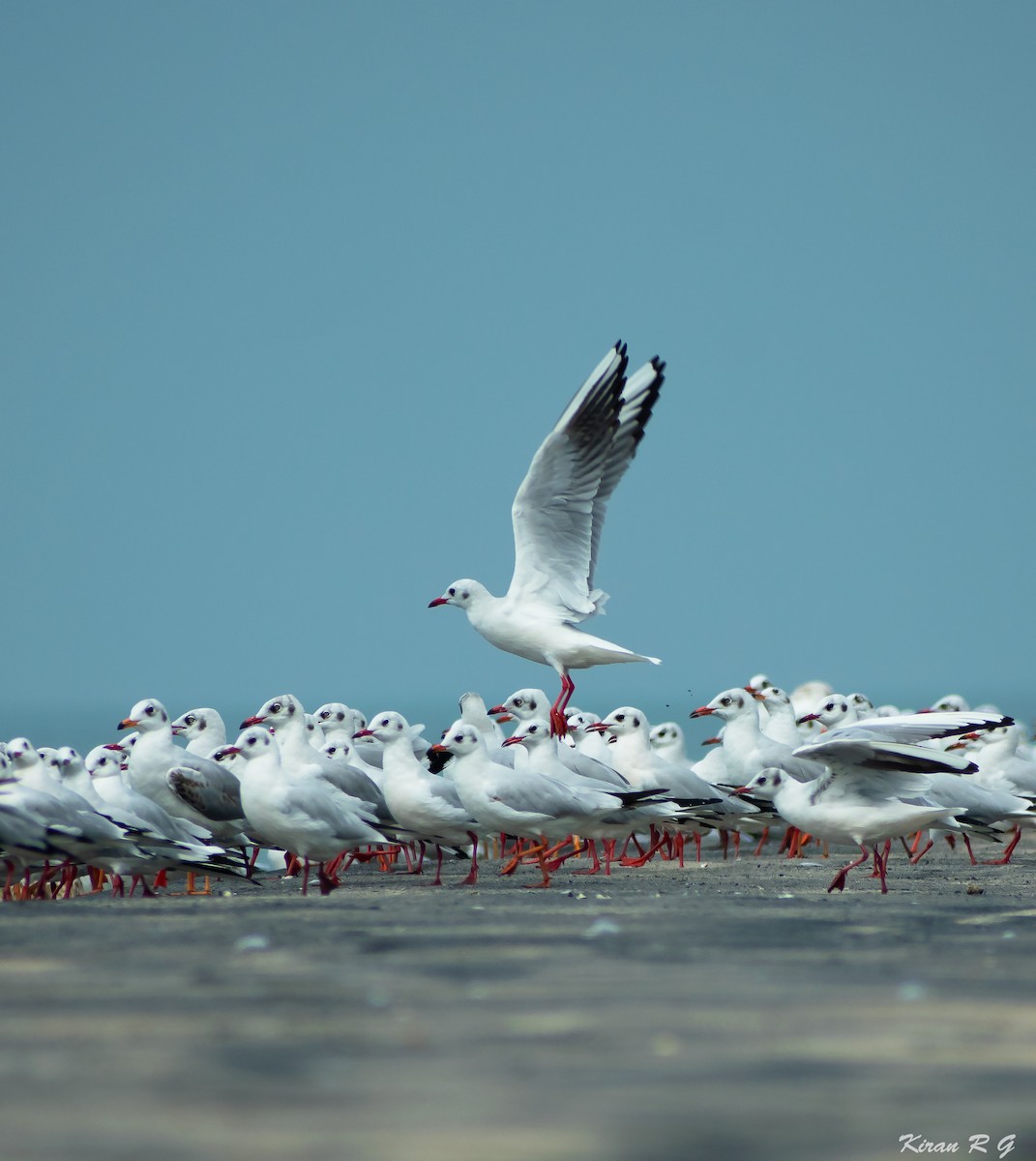 gull/tern sp. - ML294458391