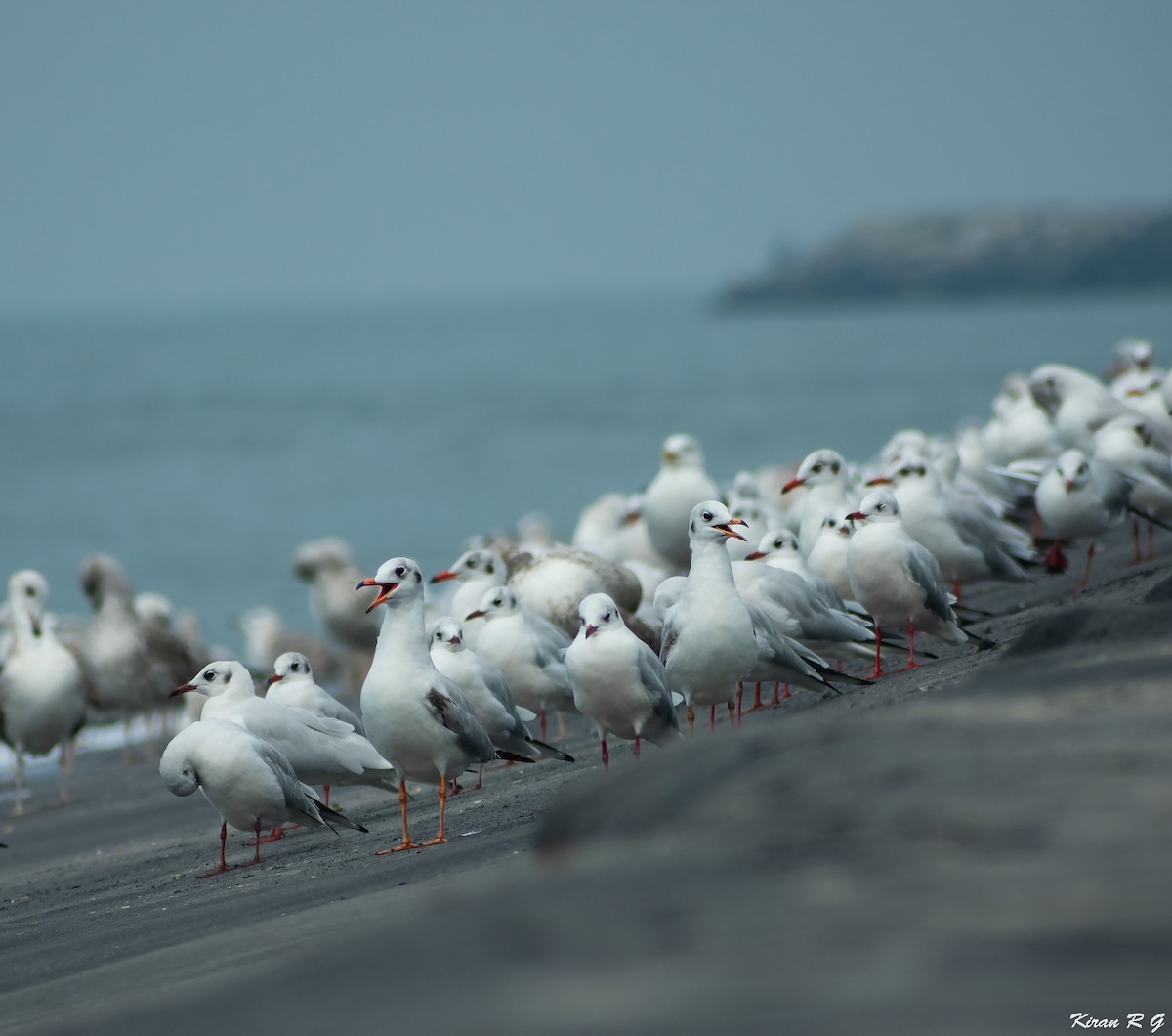 gull/tern sp. - ML294458891