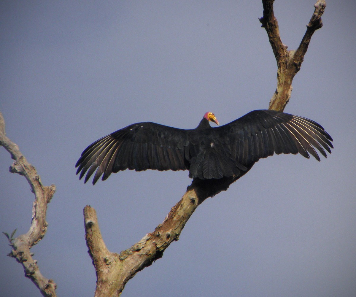 Greater Yellow-headed Vulture - ML29446041