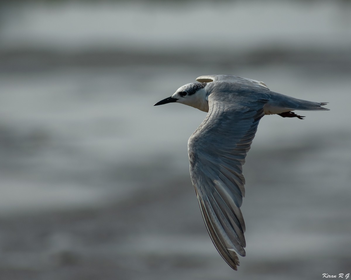 Whiskered Tern - ML294460851