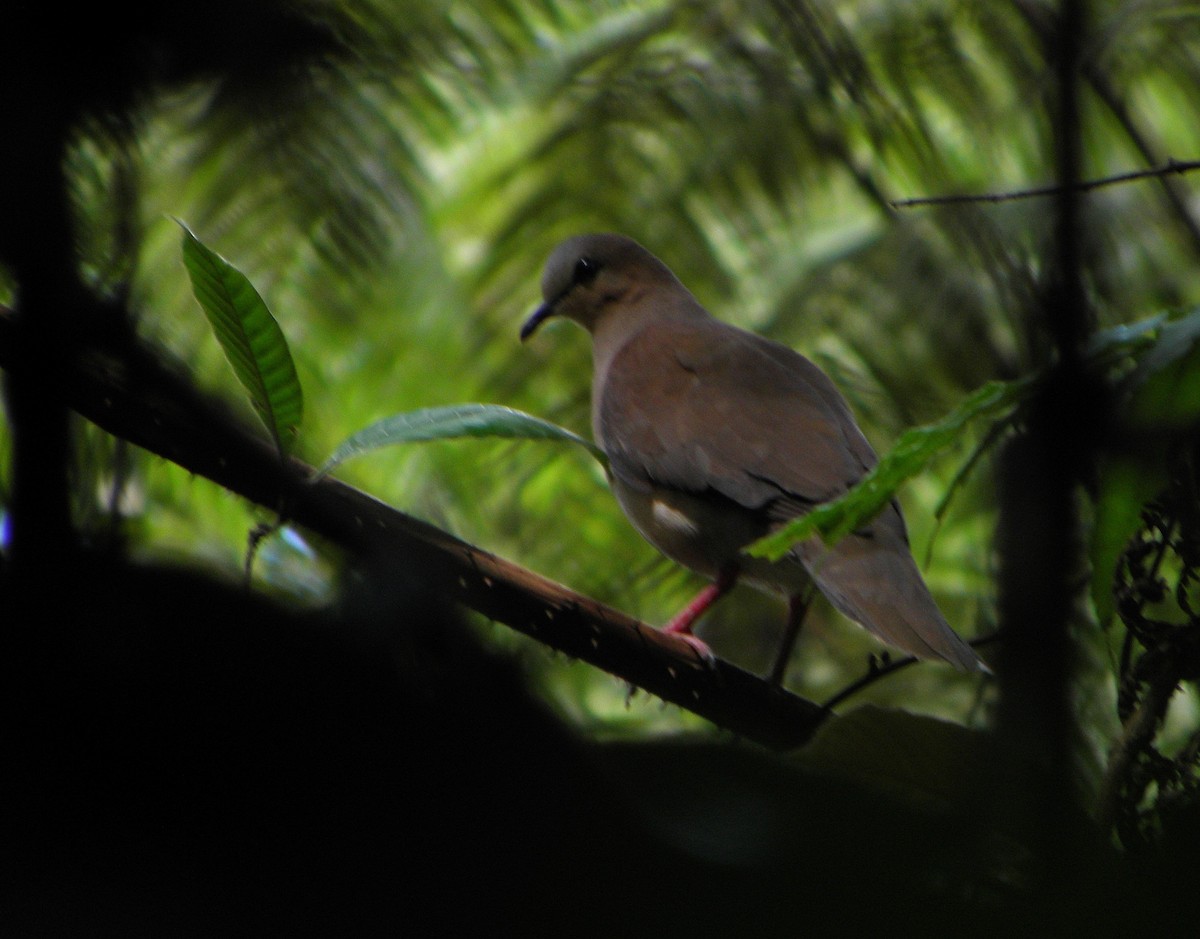Gray-fronted Dove - ML29446101