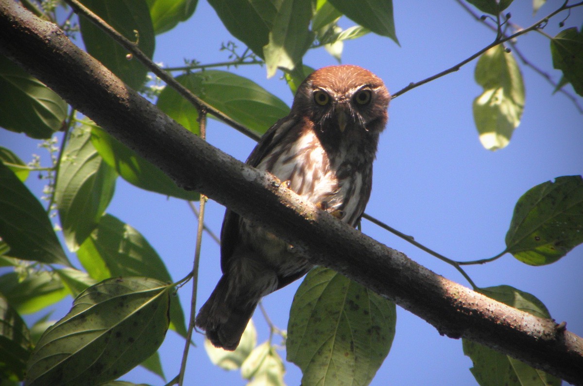 Ferruginous Pygmy-Owl - ML29446141