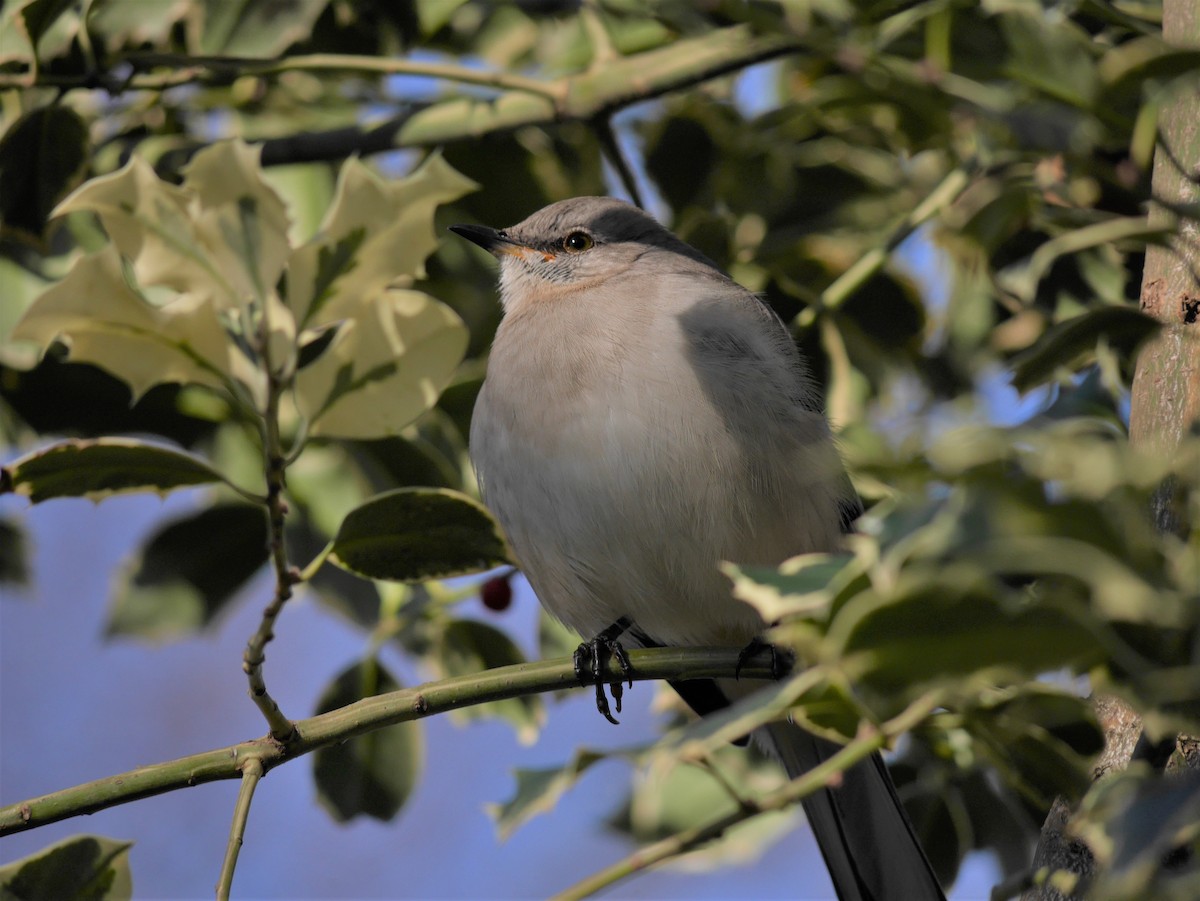 Northern Mockingbird - ML294463071