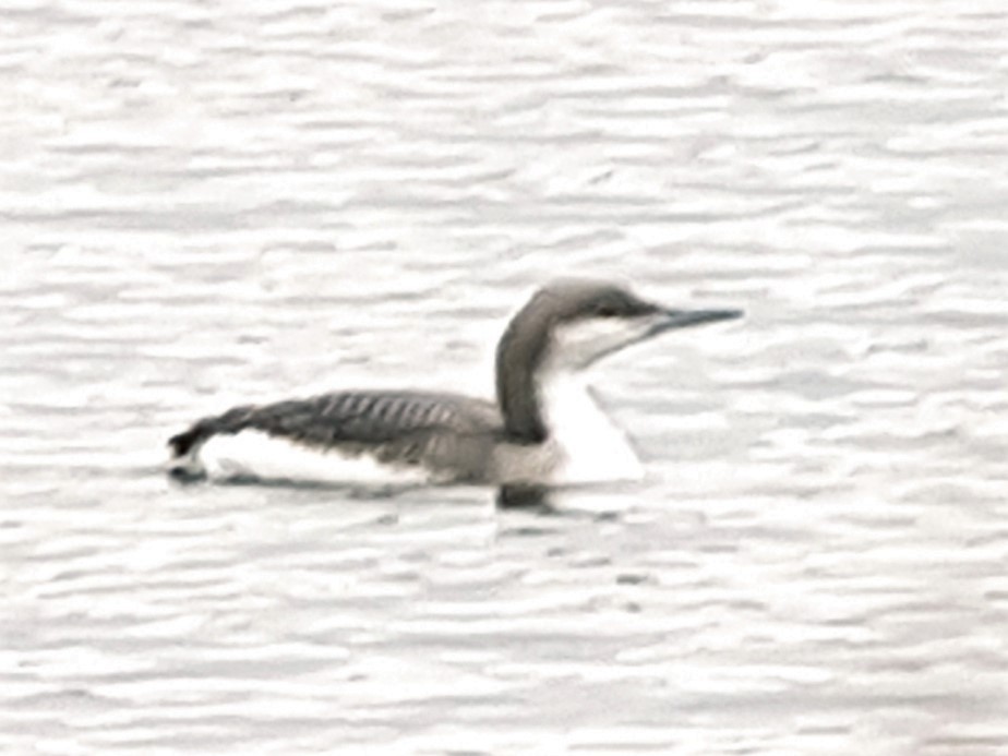 Arctic Loon - ML294463191